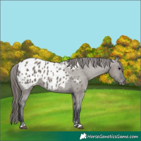 Horse Color:Grullo Appaloosa 
