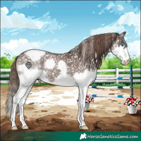 Horse Color:Liver Chestnut Splash Appaloosa 