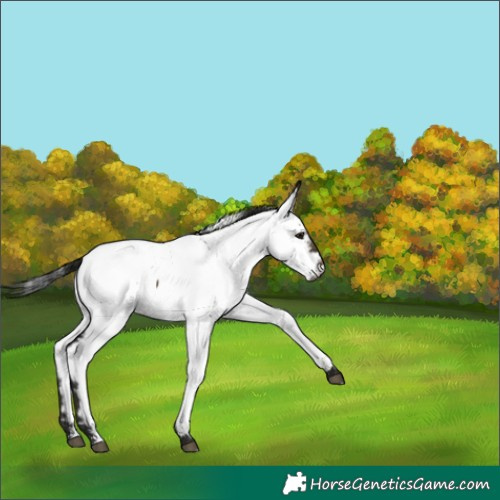 Horse Color:Gray Brown Dun Near Fewspot 