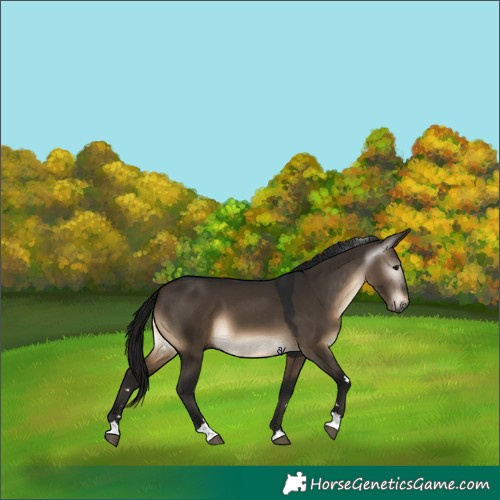 Horse Color:Gray Brown Dun 