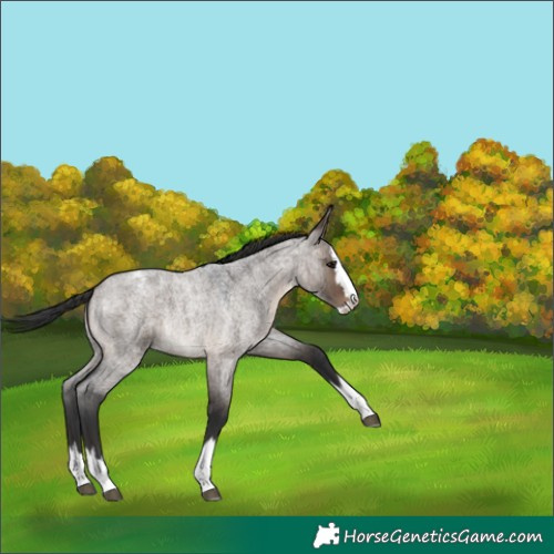 Horse Color:Brown Roan Dun Splash Varnish 