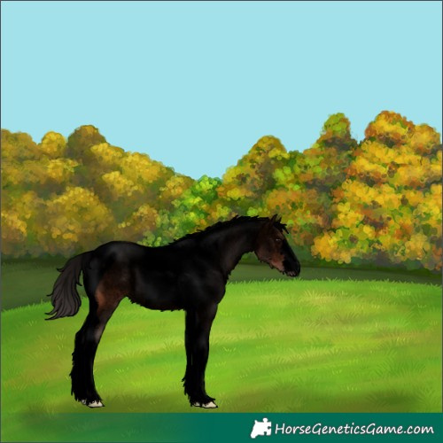 Horse Color:Void Bay Tobiano Rabicano 