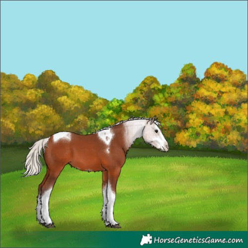 Horse Color:Silver Brown Sabino Tobiano 