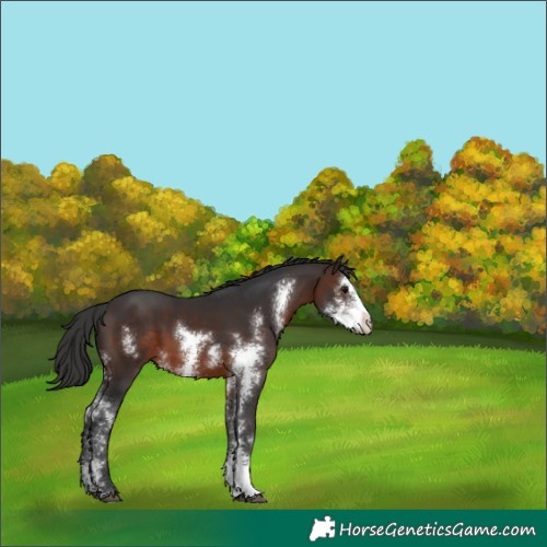 Horse Color:Brown Sabino 