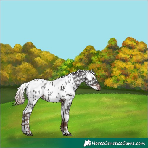 Horse Color:Liver Chestnut Sabino Near Leopard 