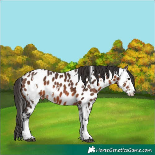 Horse Color:Brown Sabino Leopard 