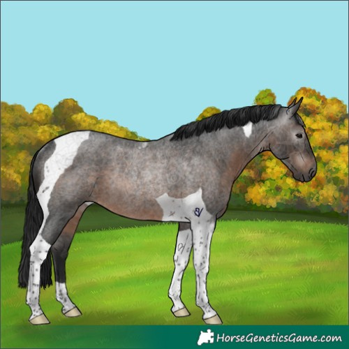 Horse Color:Gray Brown Roan Tobiano Rabicano 