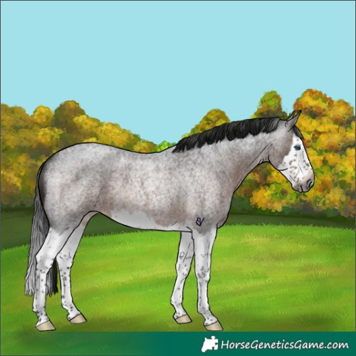 Horse Color:Gray Brown Roan Splash Rabicano 