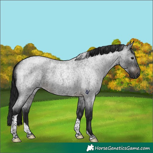 Horse Color:Gray Brown Roan Tobiano Rabicano 