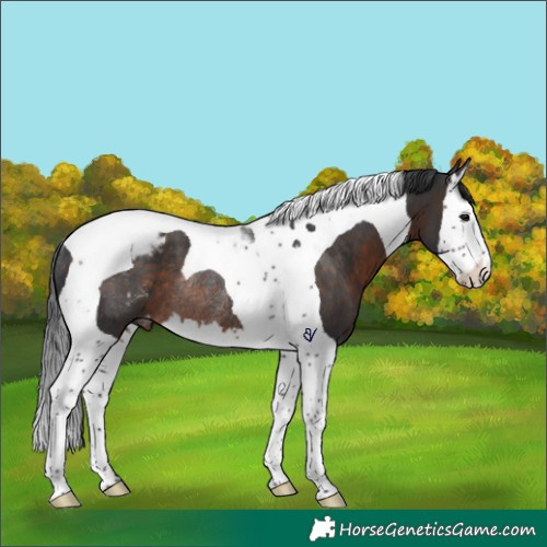 Horse Color:Brown Splash Tobiano Varnish Rabicano 