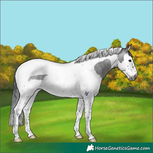 Horse Color:Gray Brown Roan Splash Tobiano Appaloosa Rabicano 