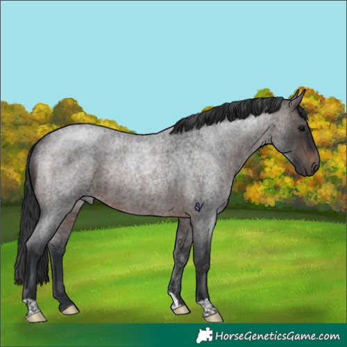 Horse Color:Brown Roan Rabicano 