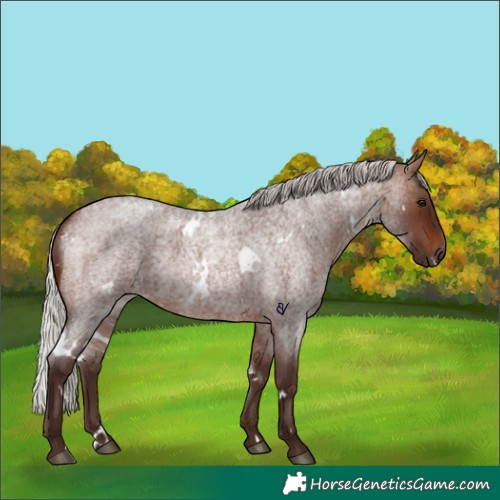 Horse Color:White Spotted Silver Brown Roan Rabicano 