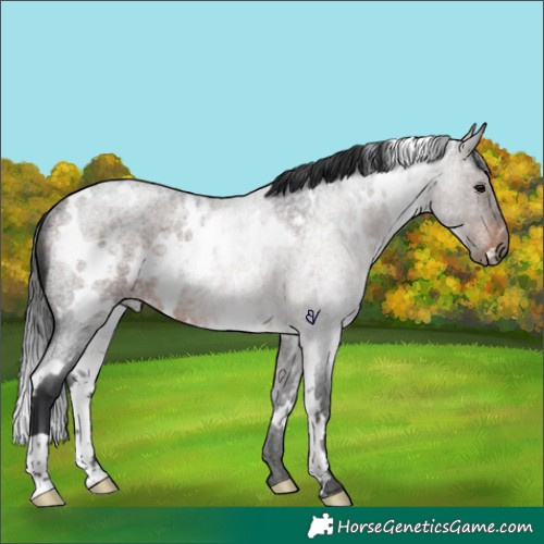 Horse Color:White Spotted Bay Roan Rabicano 