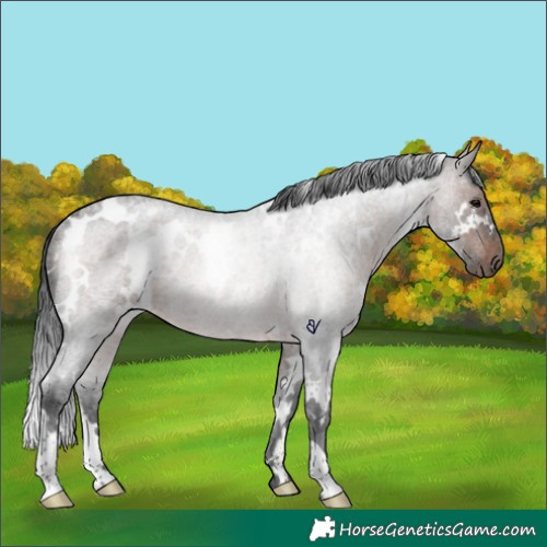 Horse Color:White Spotted Brown Roan Rabicano 