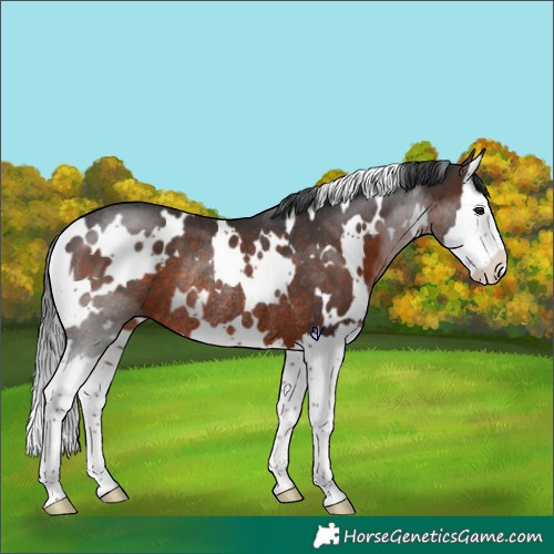 Horse Color:White Spotted Brown Splash Rabicano 