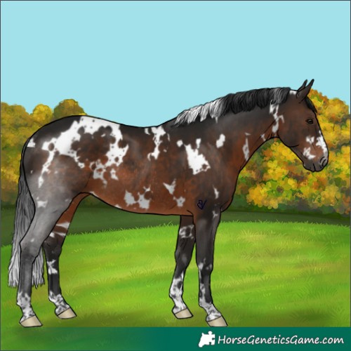 Horse Color:Gray White Spotted Bay Rabicano 