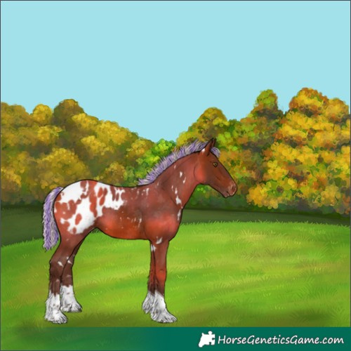 Horse Color:Painted White Spotted Silver Bay Tobiano Appaloosa 