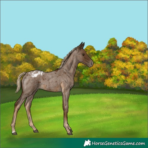 Horse Color:Chocolate Palomino Roan Appaloosa Rabicano 