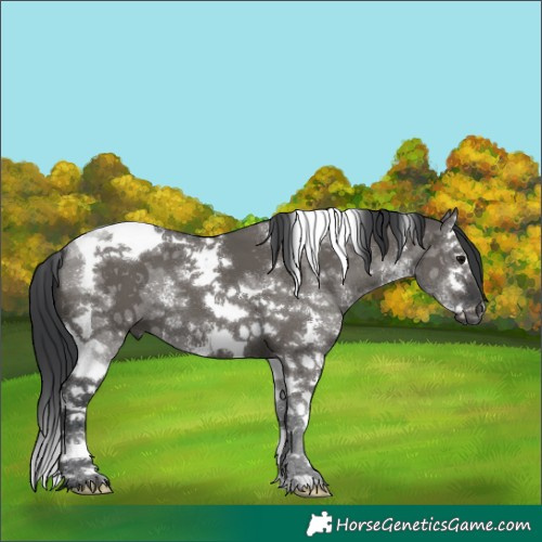 Horse Color:Grullo Sabino Splash Tobiano 