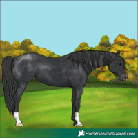 Horse Color:Black Appaloosa 