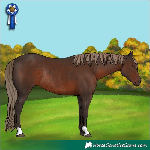 Horse Color:Liver Chestnut Rabicano 