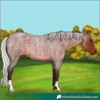 Horse Color:Silver Brown Roan 