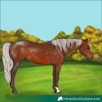 Horse Color:Silver Brown