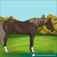 Horse Color:Liver Chestnut 