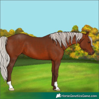 Horse Color:Silver Brown 