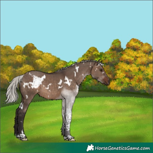 Horse Color:White Spotted Silver Brown Dun Rabicano 