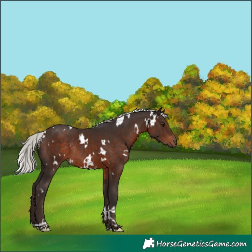 Horse Color:White Spotted Silver Brown Rabicano 