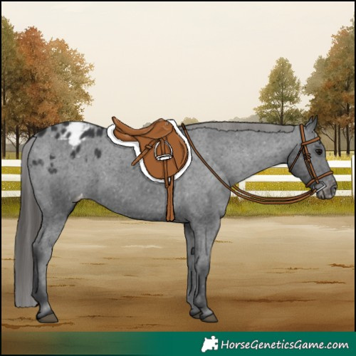 Horse Color:Black Appaloosa 