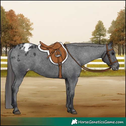 Horse Color:Black Appaloosa 