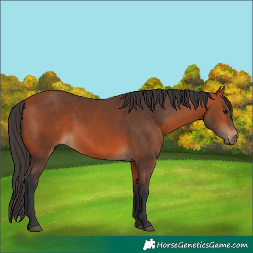 Horse Color:Bay Rabicano