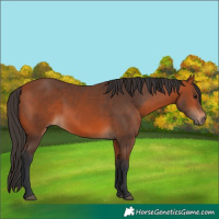 Horse Color:Bay Rabicano