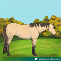 Horse Color:Buckskin 