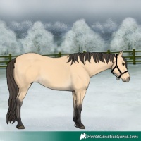 Horse Color:Buckskin 