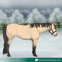 Horse Color:Buckskin 