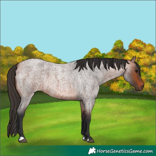 Horse Color:Unknown 