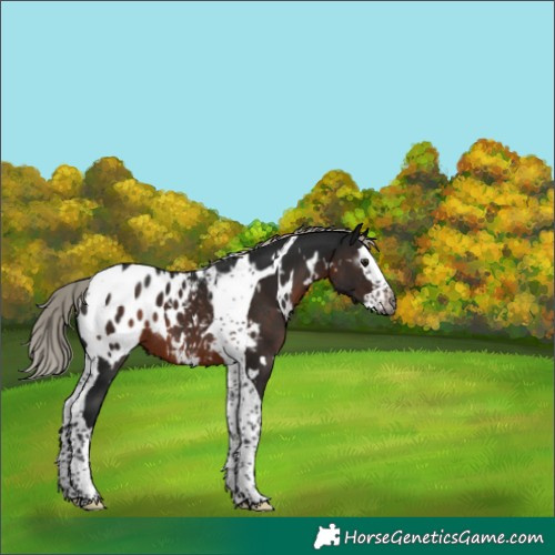 Horse Color:Gray White Spotted Silver Brown Splash Tobiano Appaloosa 