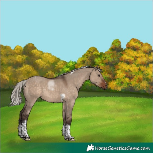 Horse Color:Silver Brown Dun Tobiano Rabicano 