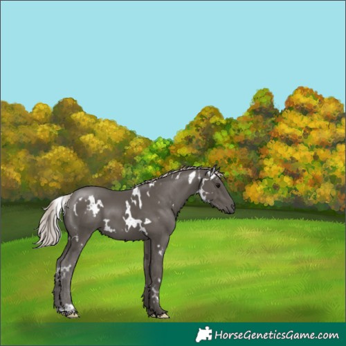 Horse Color:White Spotted Silver Black 