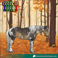 Horse Color:White Spotted Silver Smoky Black Tobiano