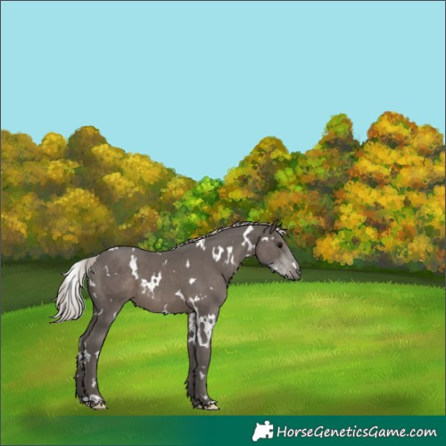 Horse Color:White Spotted Silver Black 