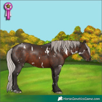 Horse Color:White Spotted Silver Brown 