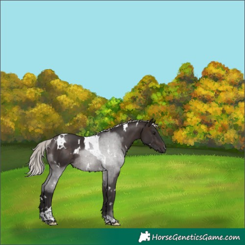 Horse Color:White Spotted Silver Brown Tobiano 