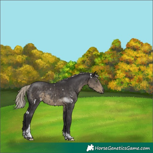 Horse Color:White Spotted Silver Smoky Black Tobiano 