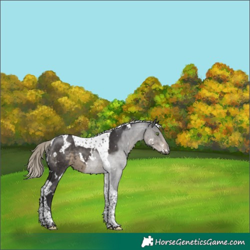 Horse Color:White Spotted Silver Smoky Black Tobiano 