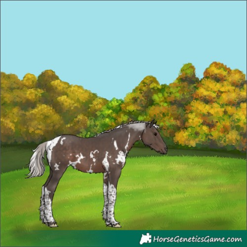 Horse Color:White Spotted Silver Black Tobiano 